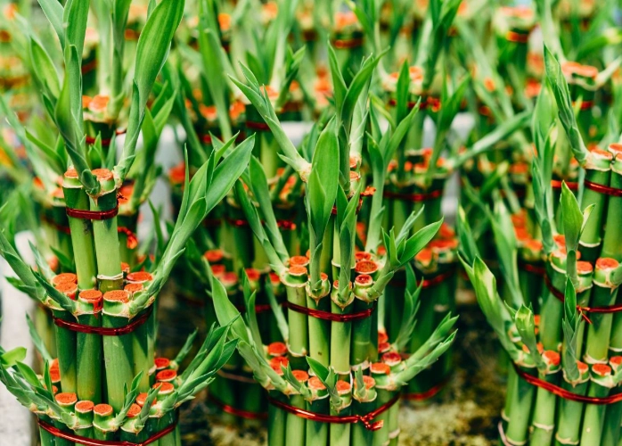 lucky bamboo problems