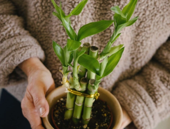 best soil for lucky bamboo