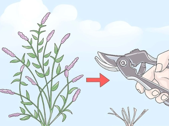 when to prune butterfly bush when to prune butterfly bush