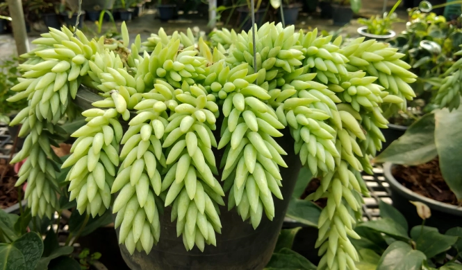 donkey tail succulent