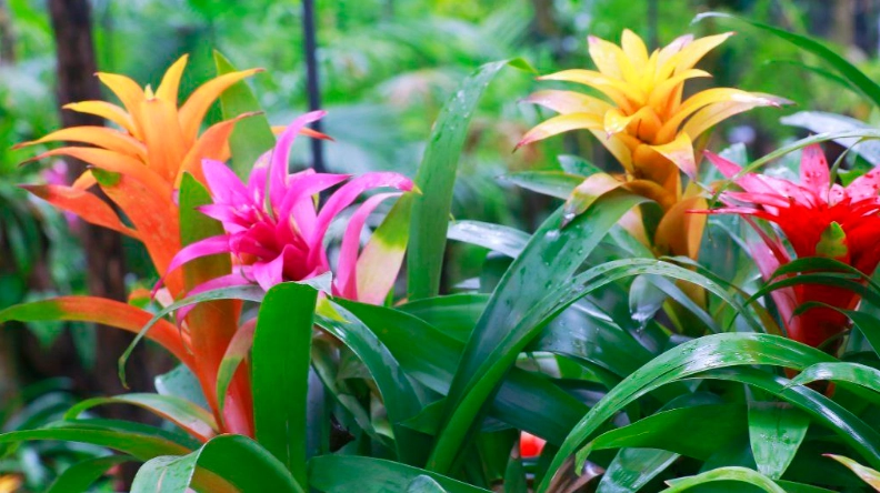 bromeliad care bromeliad care