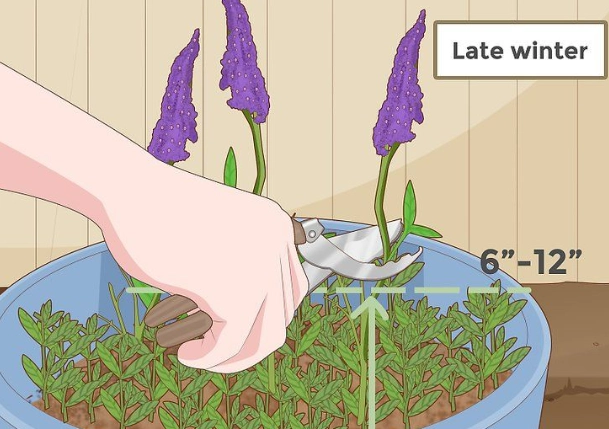 when to prune butterfly bush when to prune butterfly bush