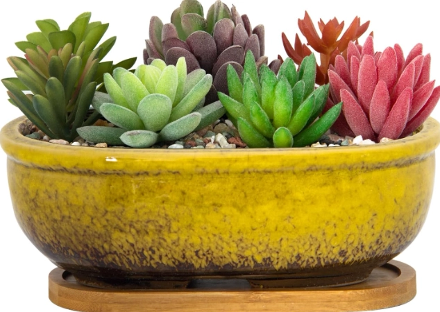 how to choose a cactus pot