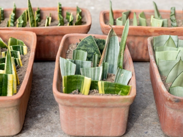 propagate snake plant