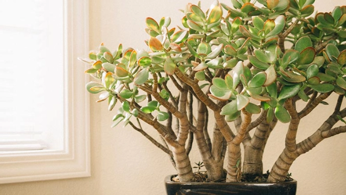 growing succulents indoors