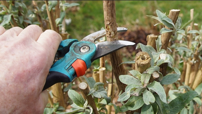 when to prune butterfly bush when to prune butterfly bush