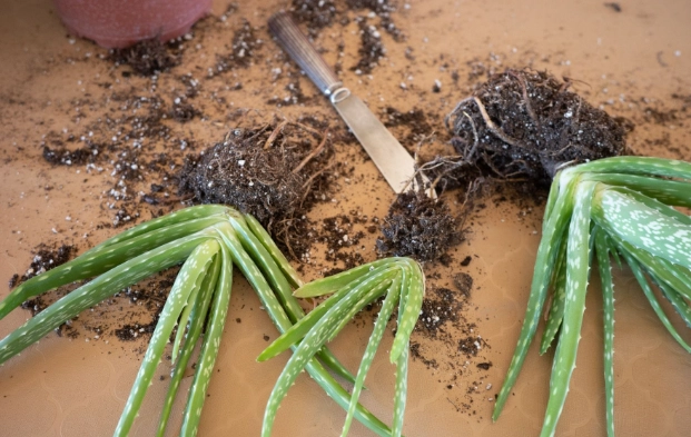 root aloe vera plant root aloe vera plant