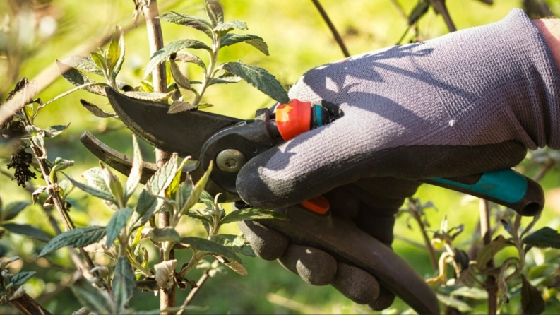 butterfly bush care butterfly bush care