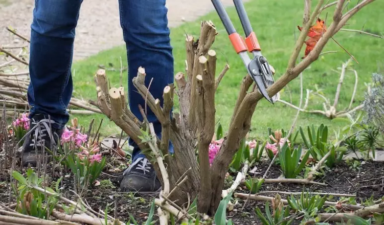 when to prune butterfly bush when to prune butterfly bush