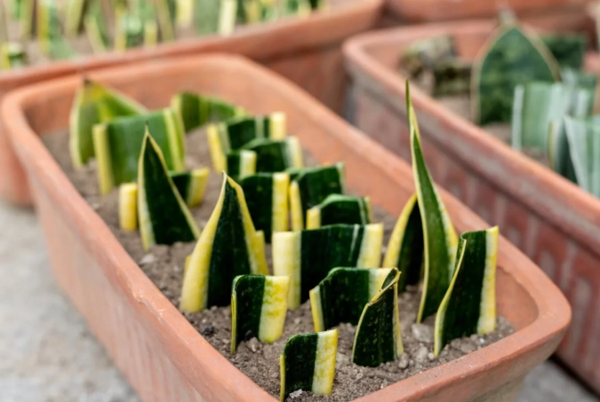 snake plant propagation