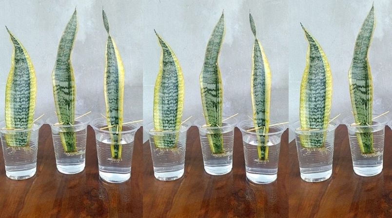 propagate snake plant