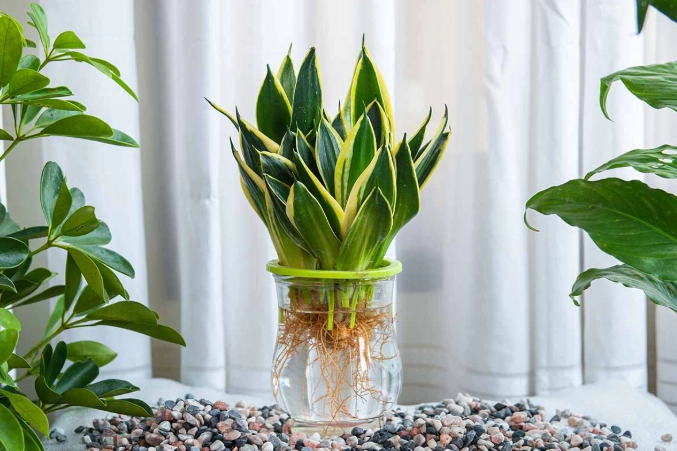 snake plant propagation