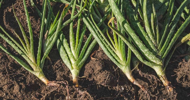 root aloe vera plant root aloe vera plant