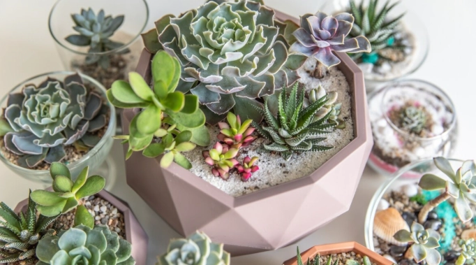 how to care for succulents indoors