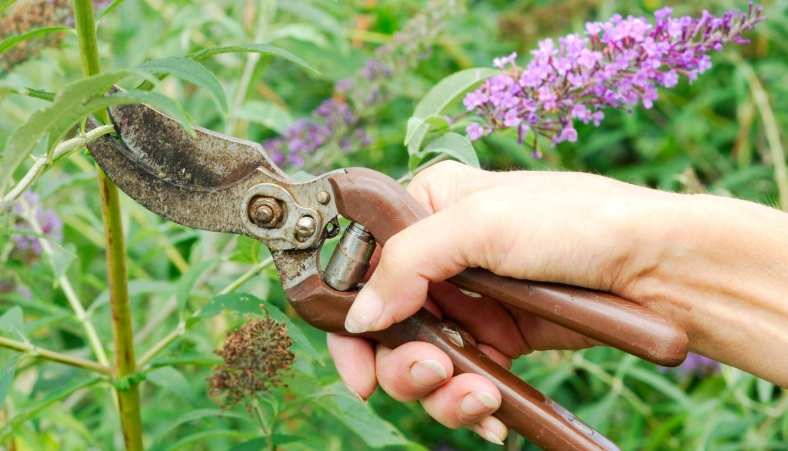 butterfly bush care butterfly bush care