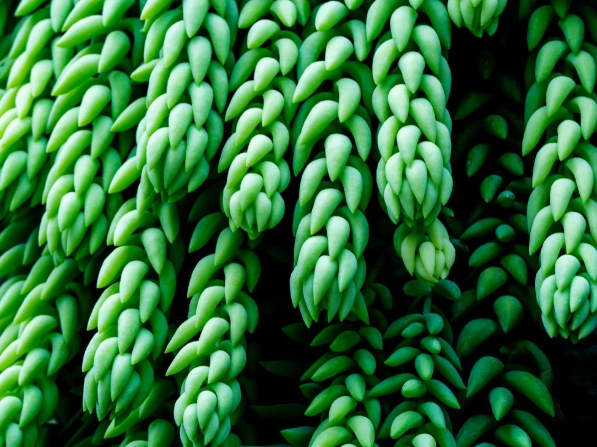 burro's tail plant care