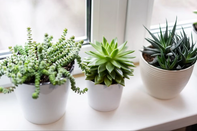 how to care for succulents indoors