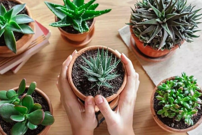 indoor succulent care