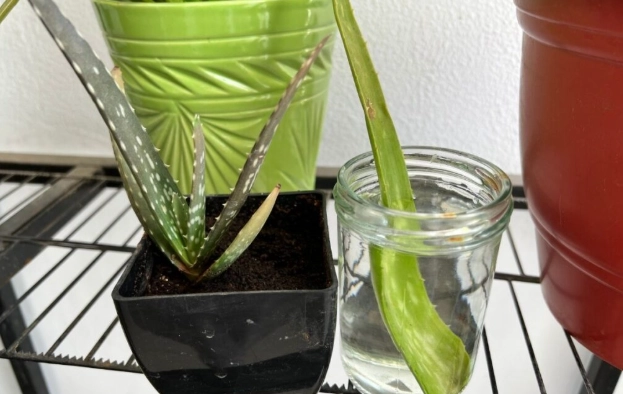 grow aloe from cuttings grow aloe from cuttings