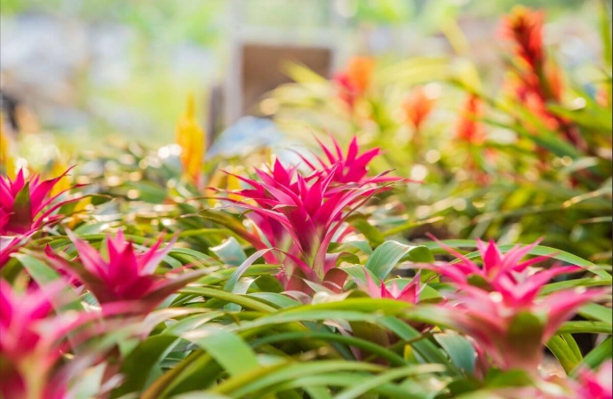 how to care for a bromeliad how to care for a bromeliad
