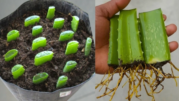 grow aloe from cuttings grow aloe from cuttings