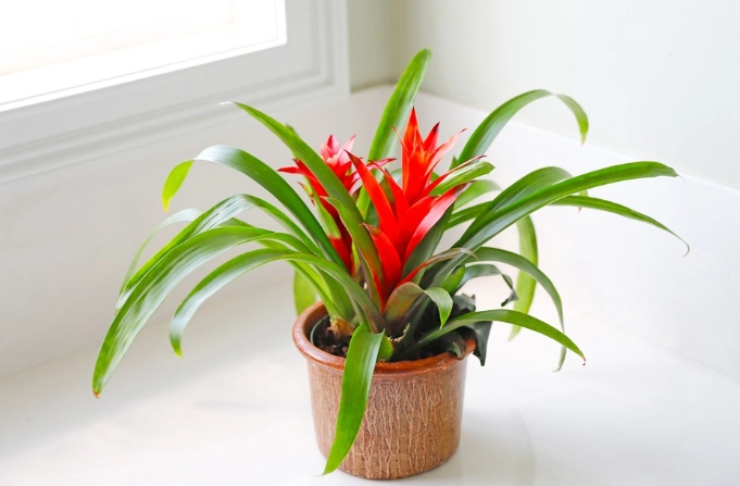 bromeliad care bromeliad care