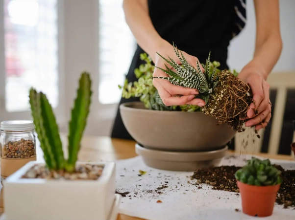 indoor succulent care