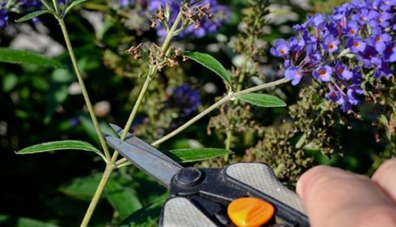 butterfly bush care butterfly bush care
