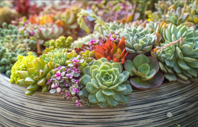 growing succulents indoors
