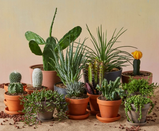 how to care for succulents indoors