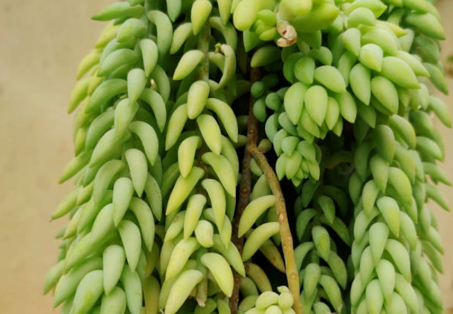 sedum morganianum care