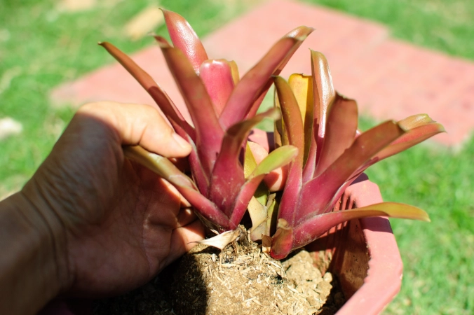 how to care for a bromeliad how to care for a bromeliad