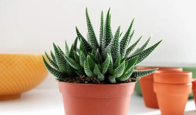 indoor succulent care