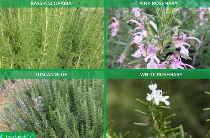 rosemary kinds