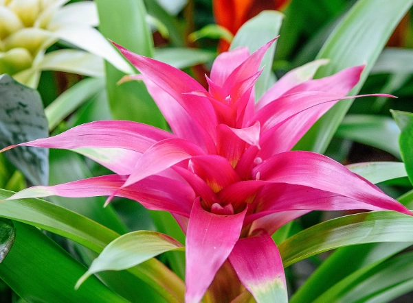 bromeliad plant