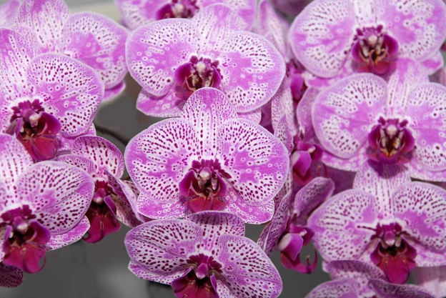 difficult orchid watering