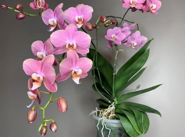 difficult orchid watering