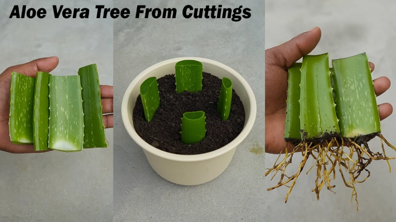 growing aloe vera growing aloe vera