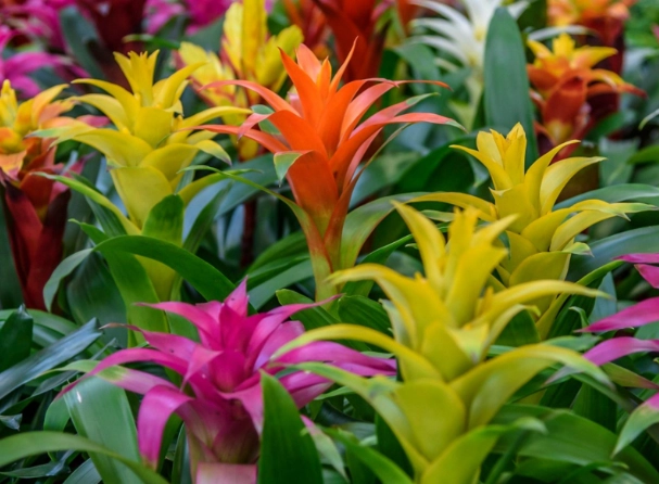 guzmania care