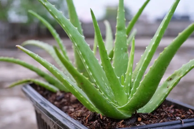 growing aloe vera