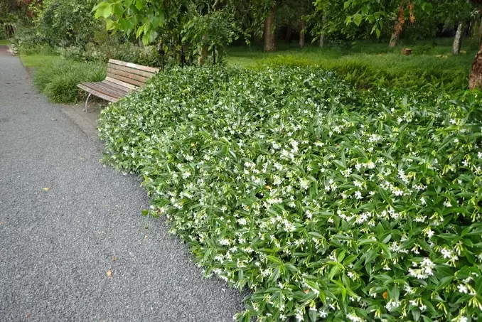 trachelospermum jasminoides