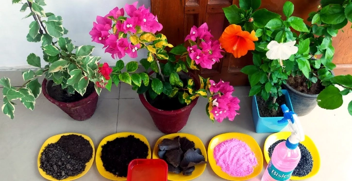 bougainvillea fertilizer