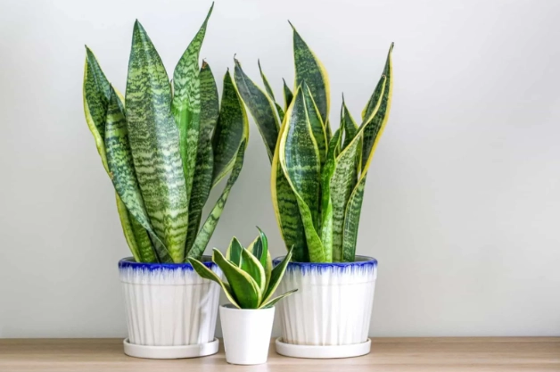 snake plant propagation