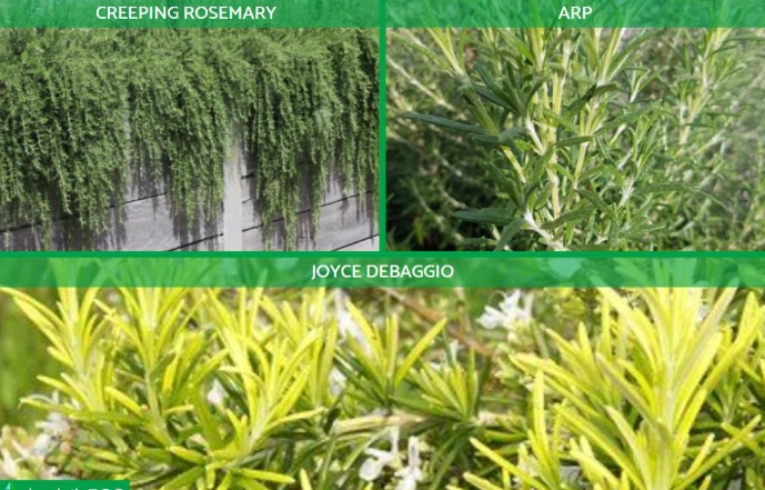types of rosemary types of rosemary