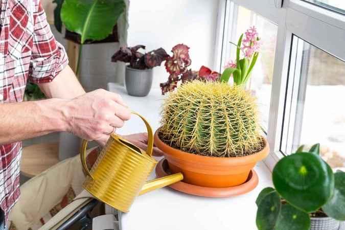 cactus watering