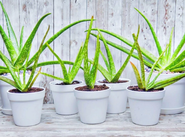 how to care for aloe vera