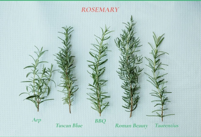 rosemary plant care rosemary plant care