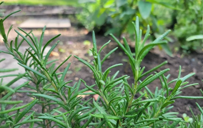 rosemary varieties rosemary varieties