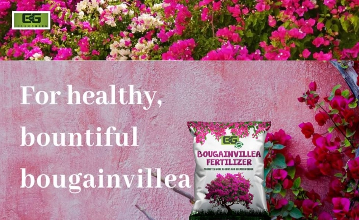 best fertilizer for bougainvillea
