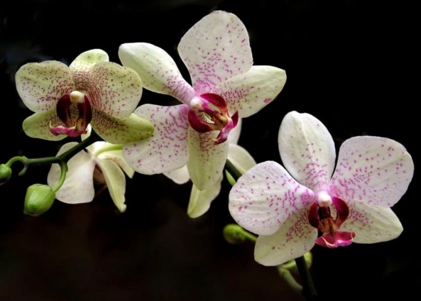 phalaenopsis pulbrohico care
